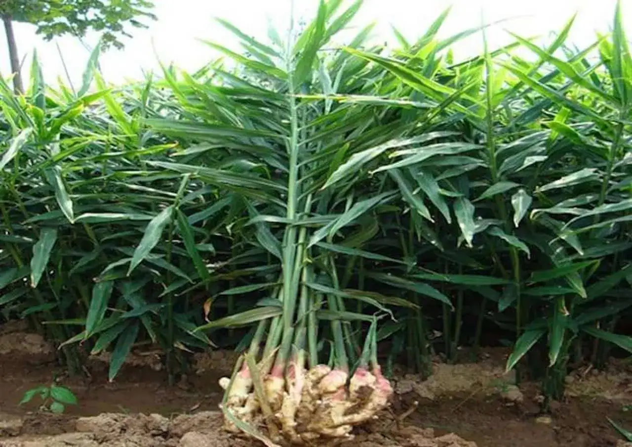 Un champ de gingembre plante aux feuilles vertes luxuriantes, avec des rhizomes frais exposés à la base.