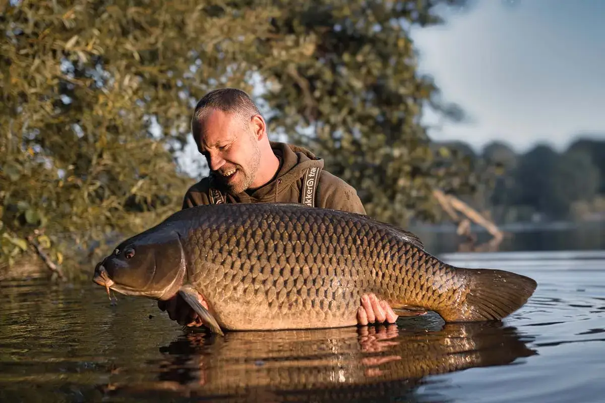 Gl&uuml;cklicher Angler h&auml;lt einen riesigen Karpfen im Wasser. Ein erfolgreicher Fang beim Karpfen angeln im Herbst.