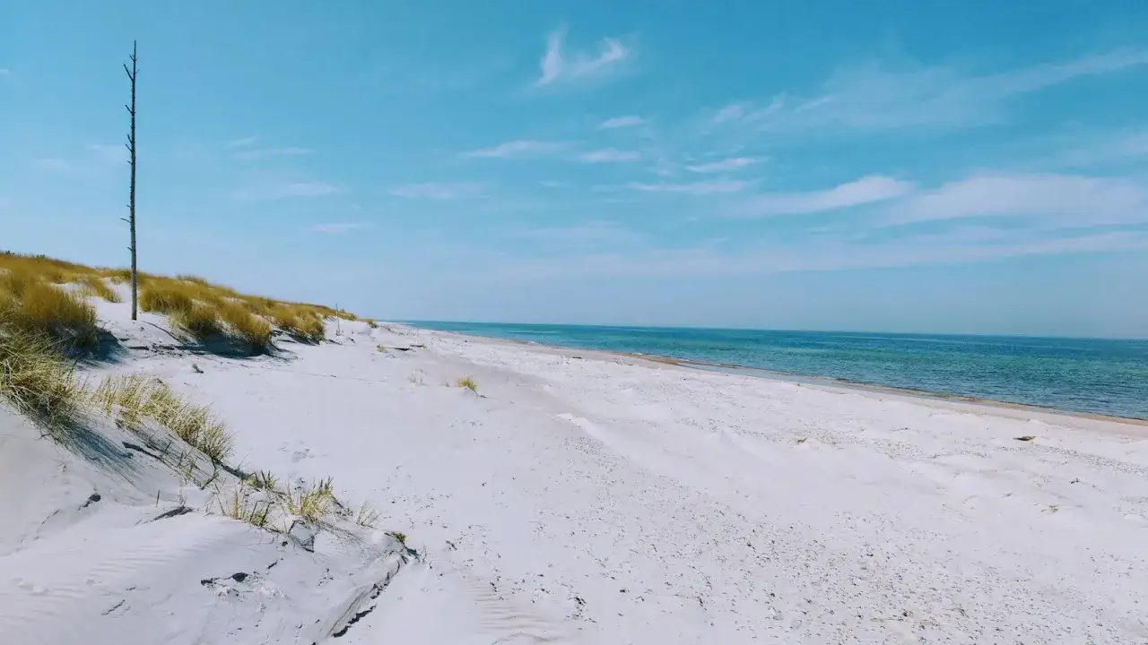 Pusta plaża z wydmami i samotnym drzewem. Idealne miejsce na spacer i podziwianie krajobrazów, gdy planujesz, co warto zobaczyć w Ustce i okolicy.