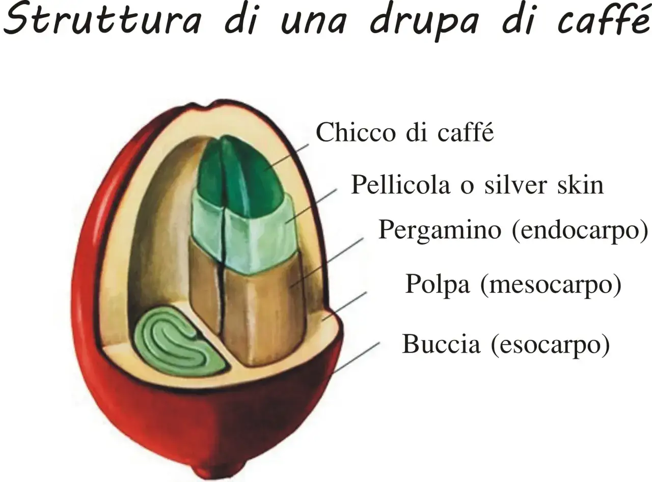 Sezione di un frutto del caffè che mostra il chicco, la pellicola, il pergamino, la polpa e la buccia.