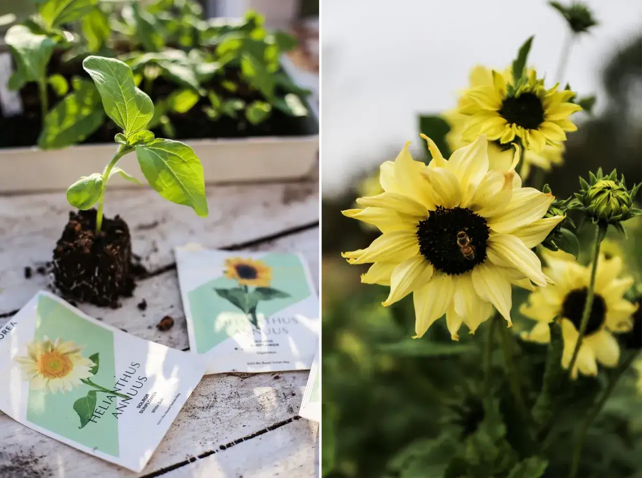 Från frö till blomma: en solrosplanta växer till sig bredvid fröpåsar, medan en annan solros lockar en bi. Att odla solrosor är en glädje.