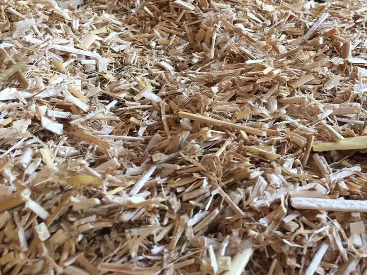 Gros plan sur une litière de cheval, composée de copeaux de bois clairs et de paille.