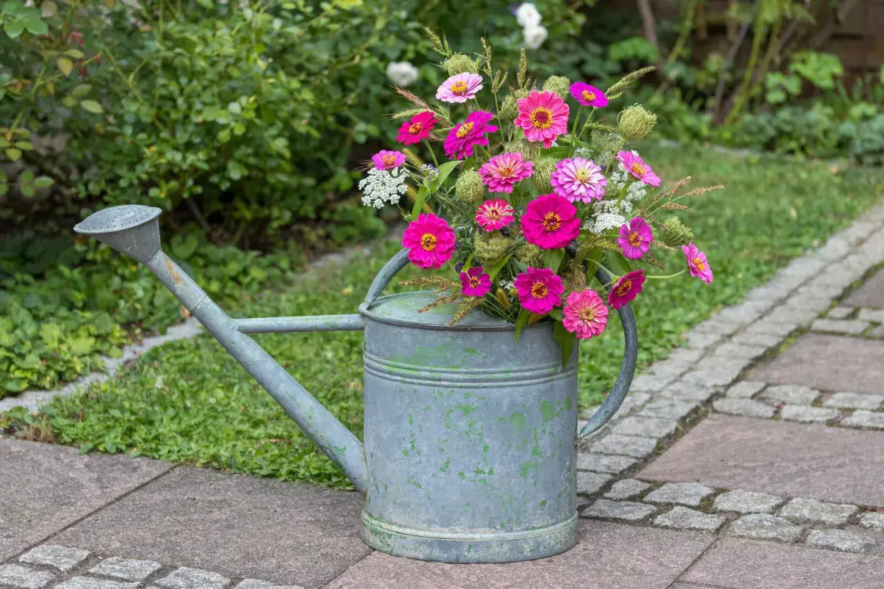 Ein alter Gie&szlig;kannen-Standort f&uuml;r bunte Zinnien, die wie ein Sommerstrau&szlig; aussehen.