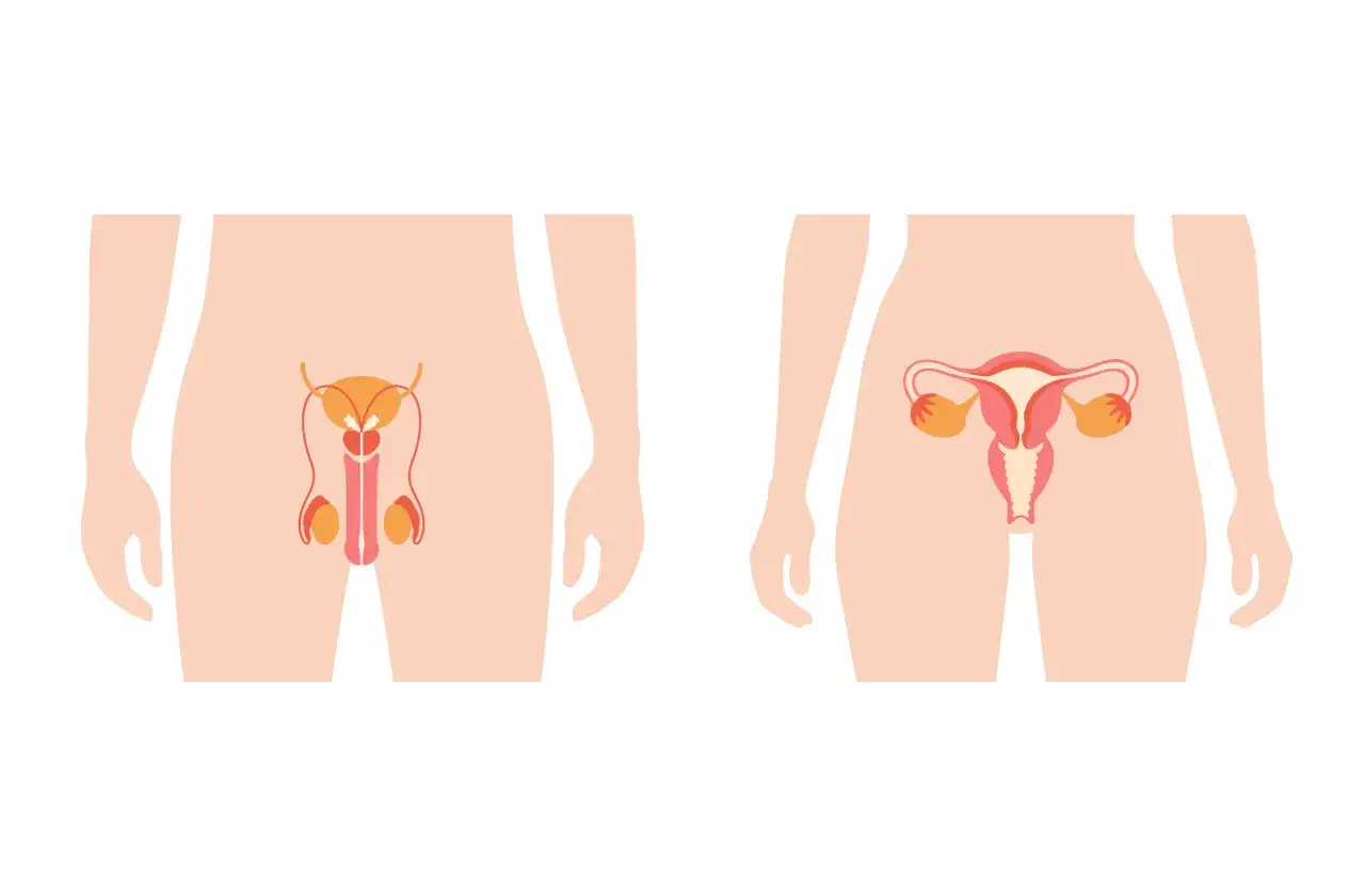 anatomia układ rozrodczy męski i żeński por&oacute;wnanie