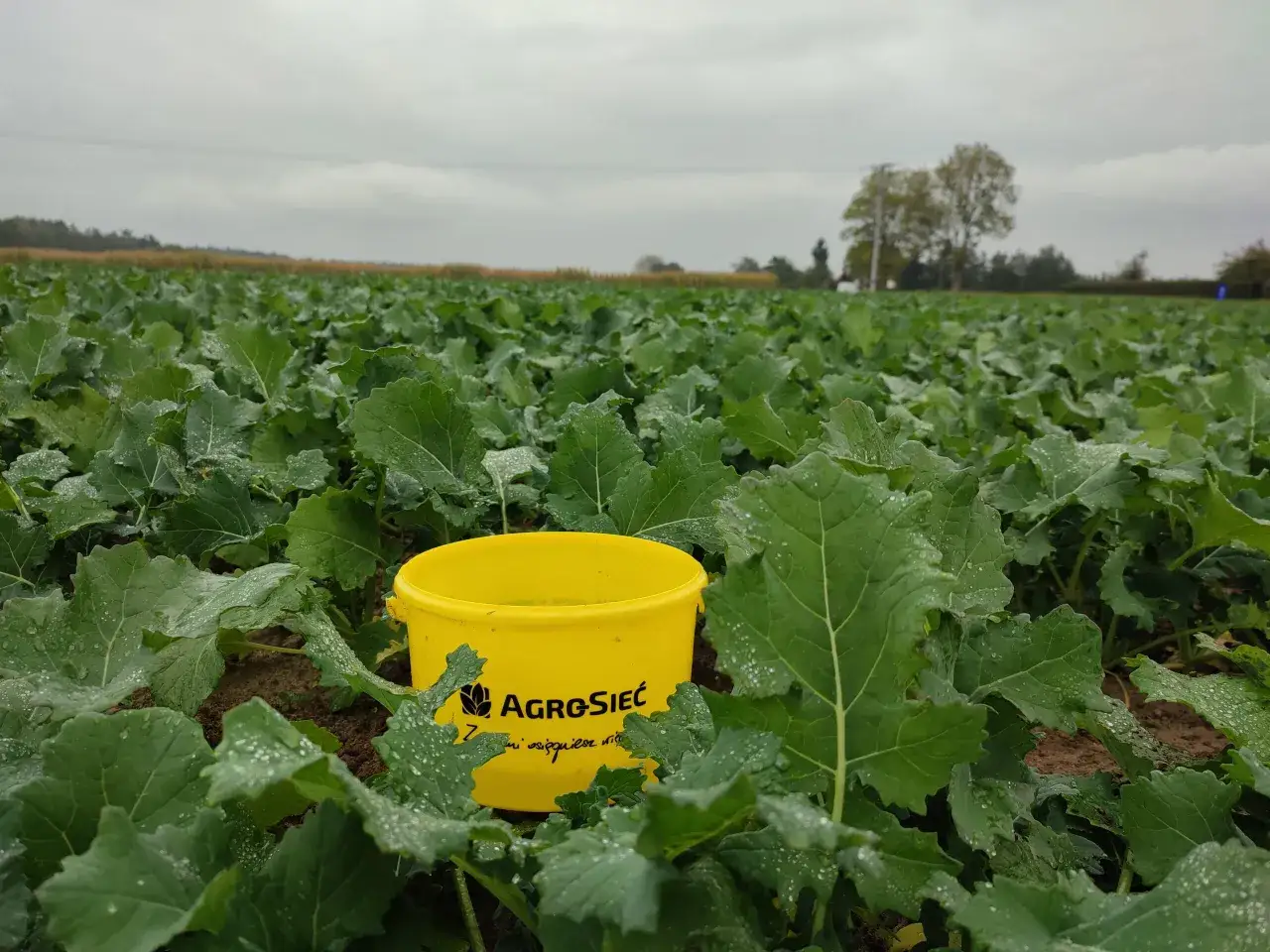 Pole rzepaku ozimego po deszczu. Wśród zielonych liści stoi żółte wiaderko z logo firmy AgroSieć.
