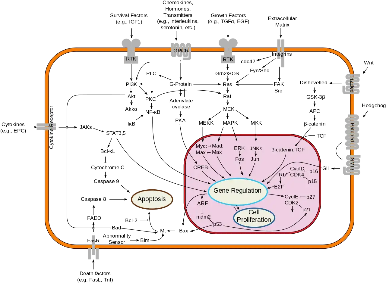 Schemat komórki z receptorami na błonie, sygnalizacją wewnątrzkomórkową, regulacją genów, proliferacją komórek i apoptozą, ilustrujący inne procesy metaboliczne.