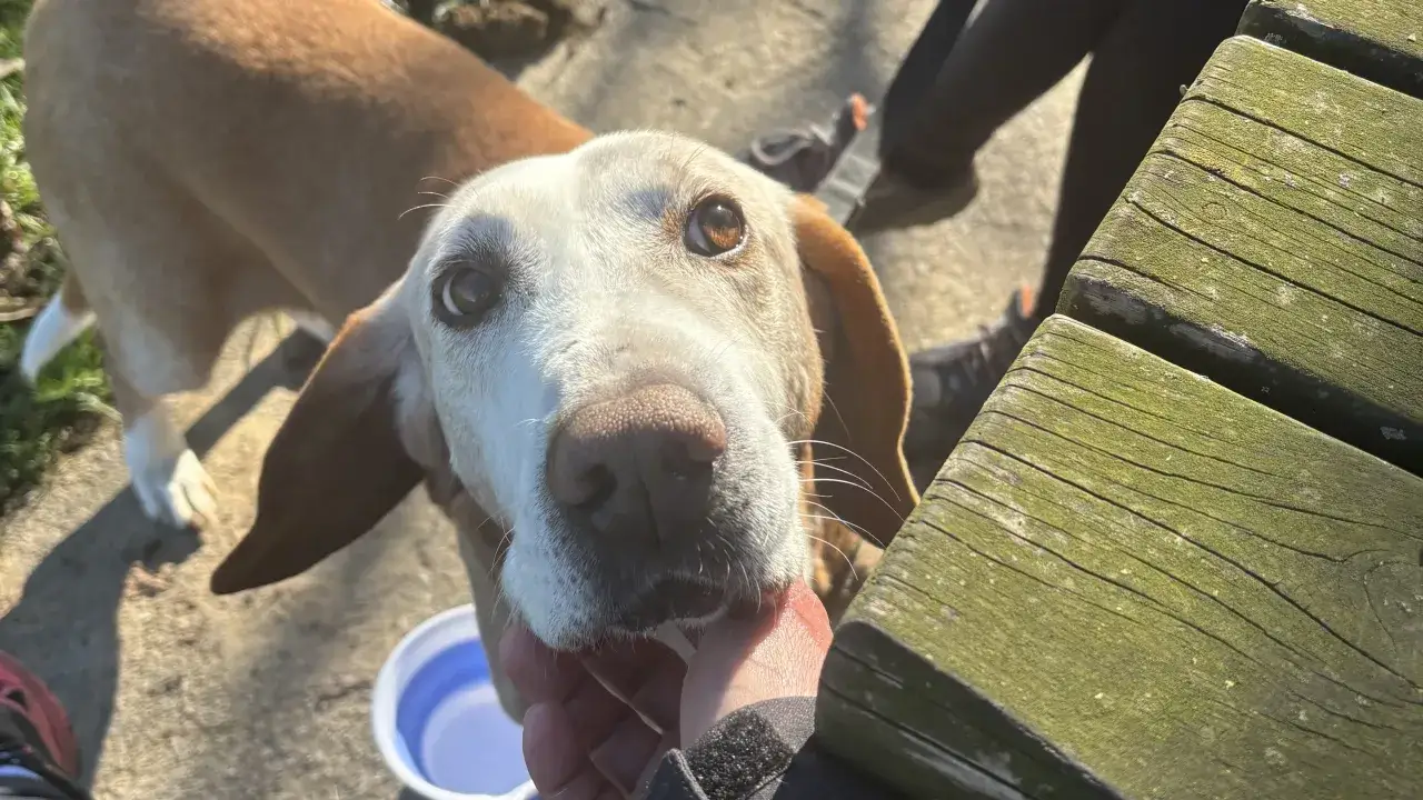 Un cane anziano con occhi dolci e pelo bianco sul muso riceve una carezza.