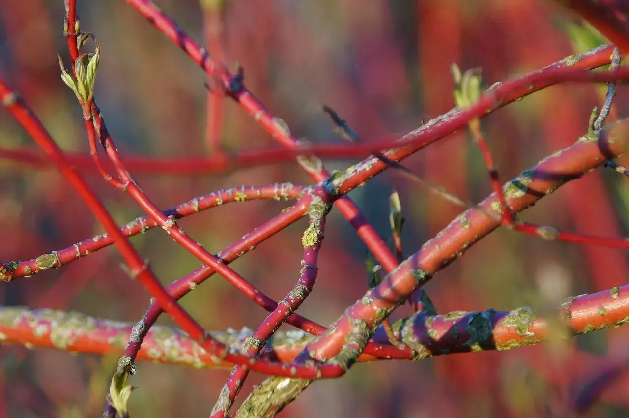 Rote &Auml;ste des Hartriegels, der giftig ist, mit jungen Trieben und Flechten.