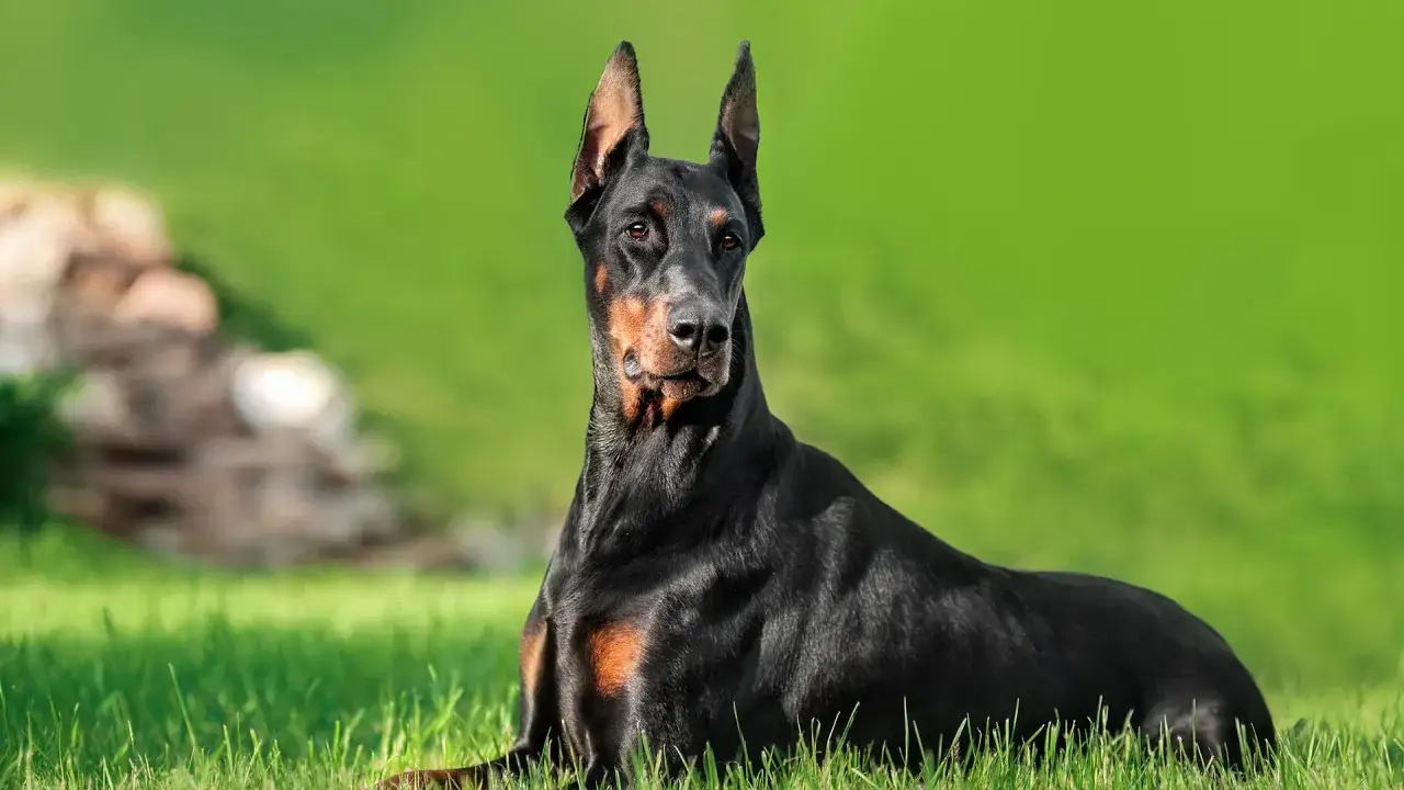 Doberman z naturalnymi uszami leży na trawie, czujnie obserwując otoczenie.