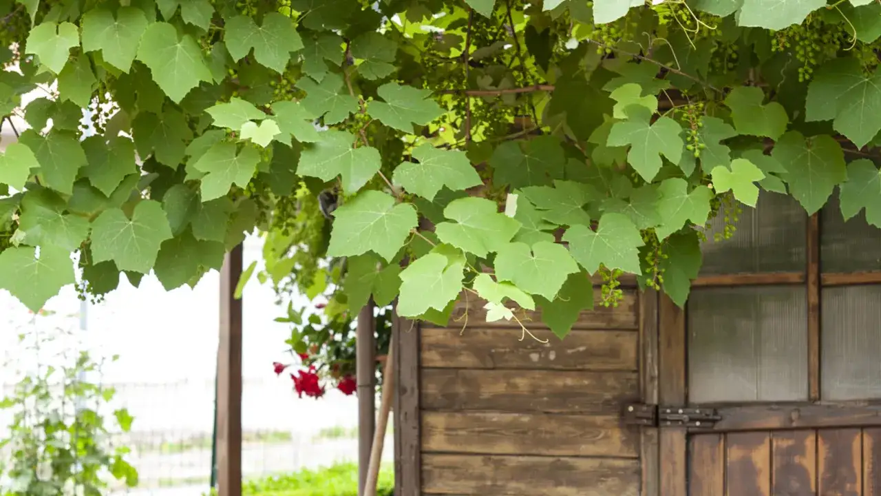 Foglie verdi di vite in giardino, con piccoli grappoli d'uva acerba che spuntano tra i rami.