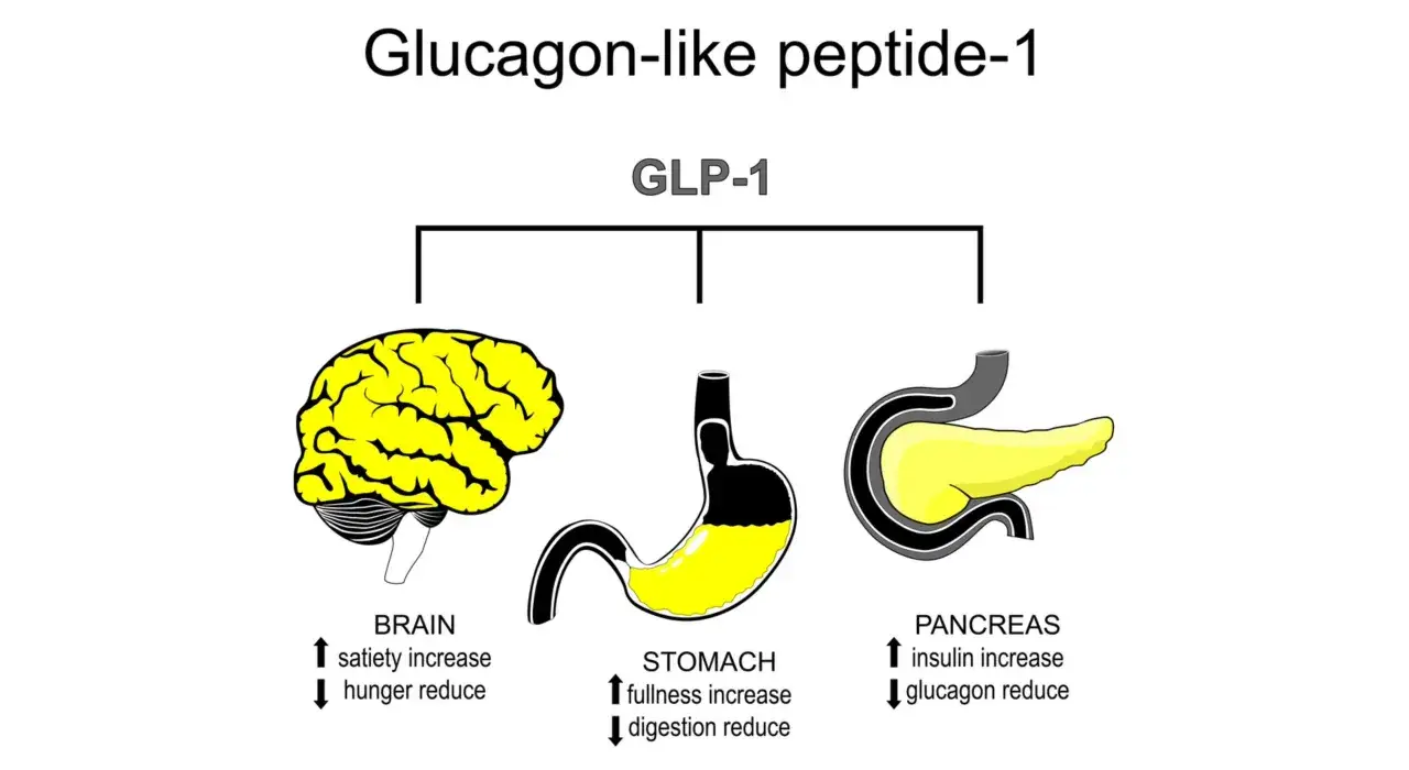 GLP-1 co to? Schemat pokazuje wpływ GLP-1 na mózg (sytość, głód), żołądek (pełność, trawienie) i trzustkę (insulina, glukagon).