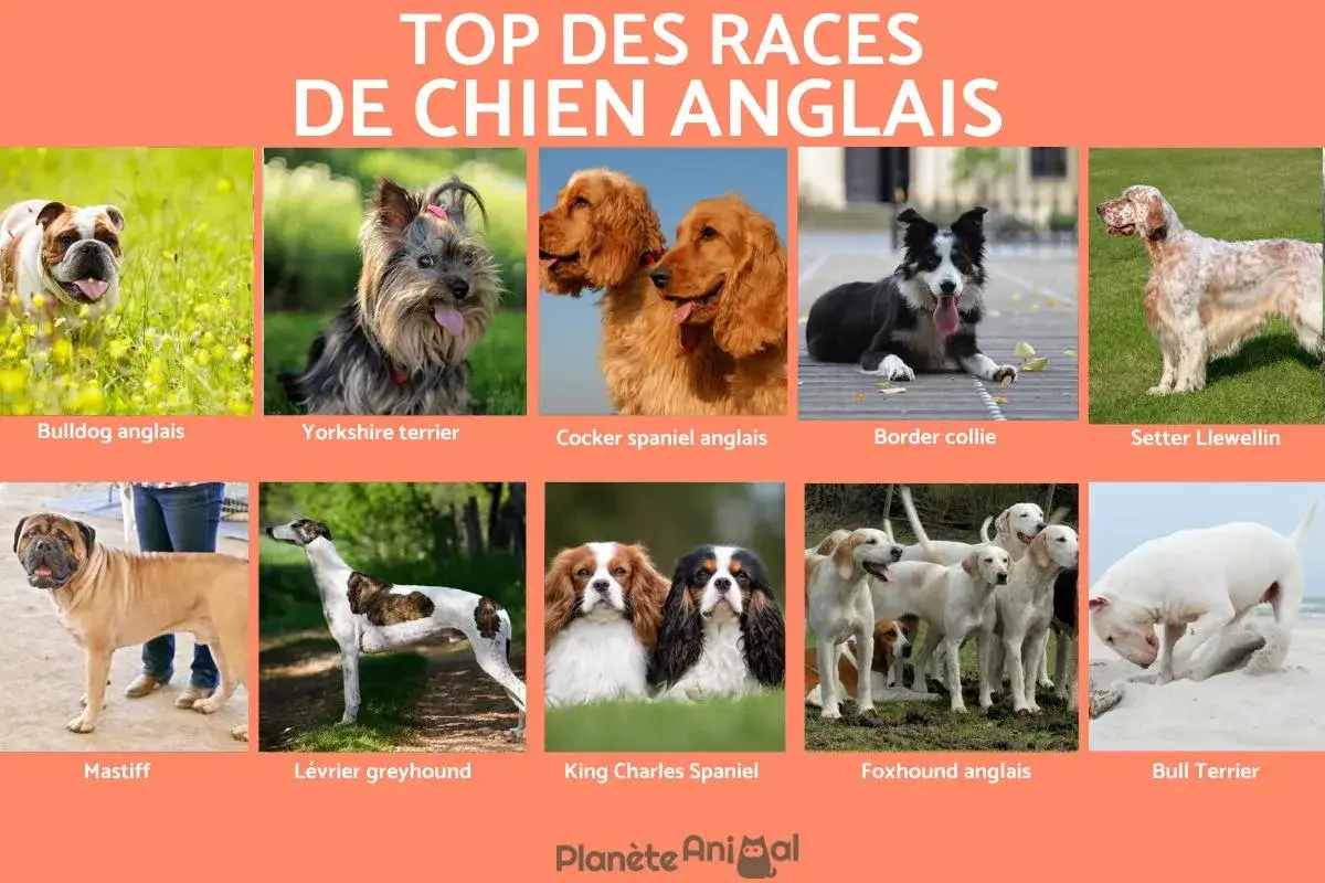 Un collage de chiens anglais : Bulldog, Yorkshire, Cocker, Border collie, Setter, Mastiff, Lévrier, King Charles, Foxhound, Bull Terrier.