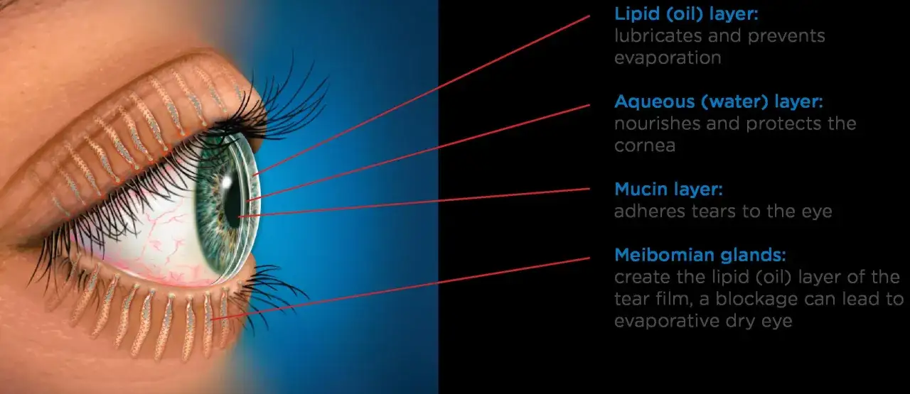 Anatomia oka, warstwy filmu łzowego: lipidowa, wodna, mucynowa. Gruczoły łojowe tworzą film łzowy.