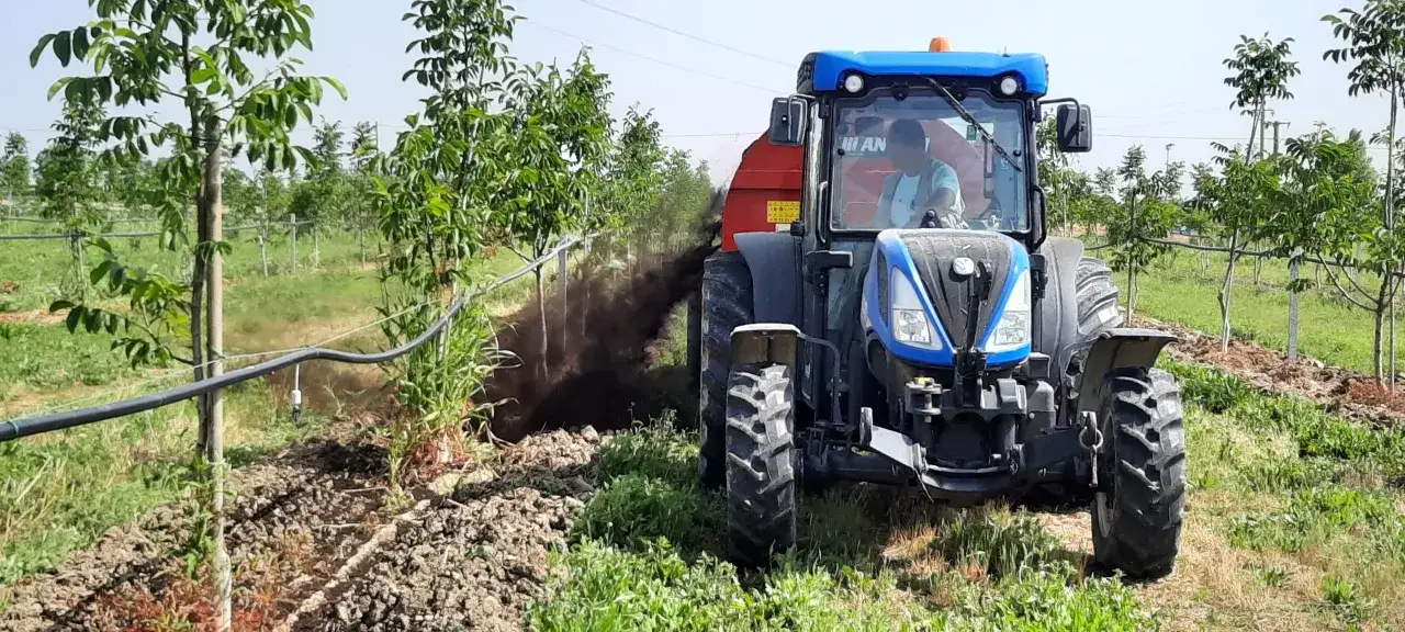 Trattore blu sparge fertilizzante in un campo di giovani alberi, un passo fondamentale per coltivare noci rigogliose.