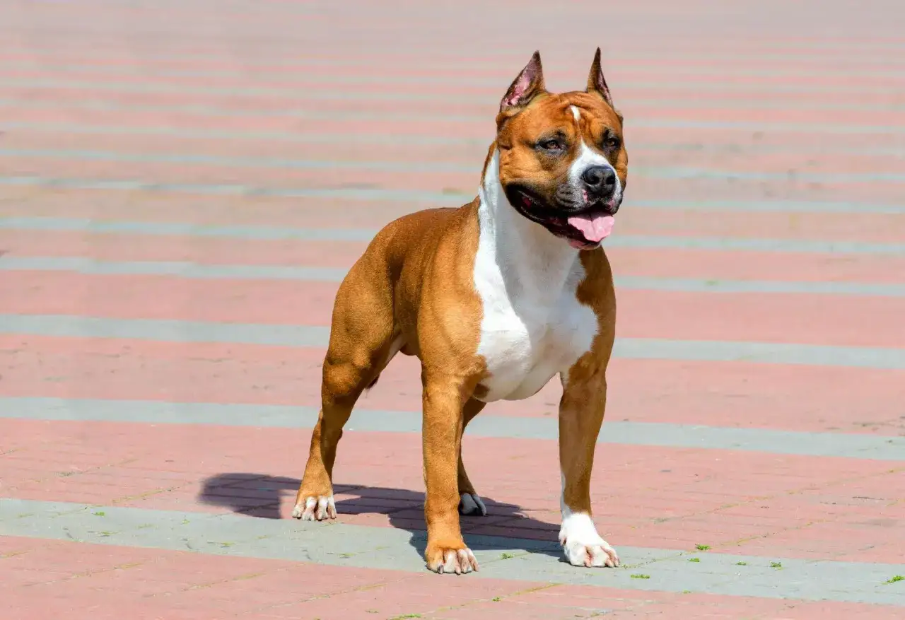 Silny amstaff o rudym umaszczeniu z białymi znaczeniami, stoi na chodniku. Oto jak wygląda amstaff.