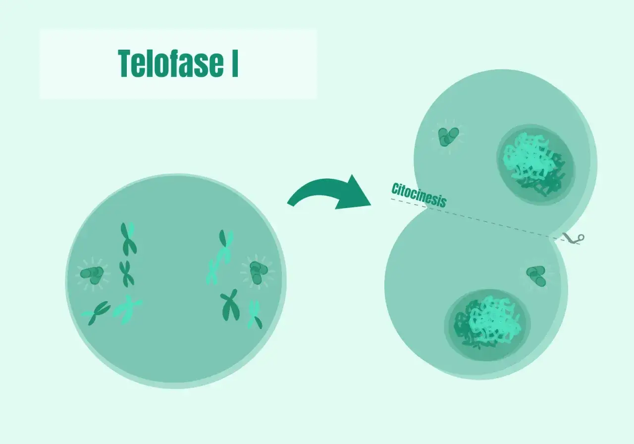 La telofase I muestra la división celular con cromosomas en polos opuestos y el inicio de la citocinesis, formando dos células hijas.