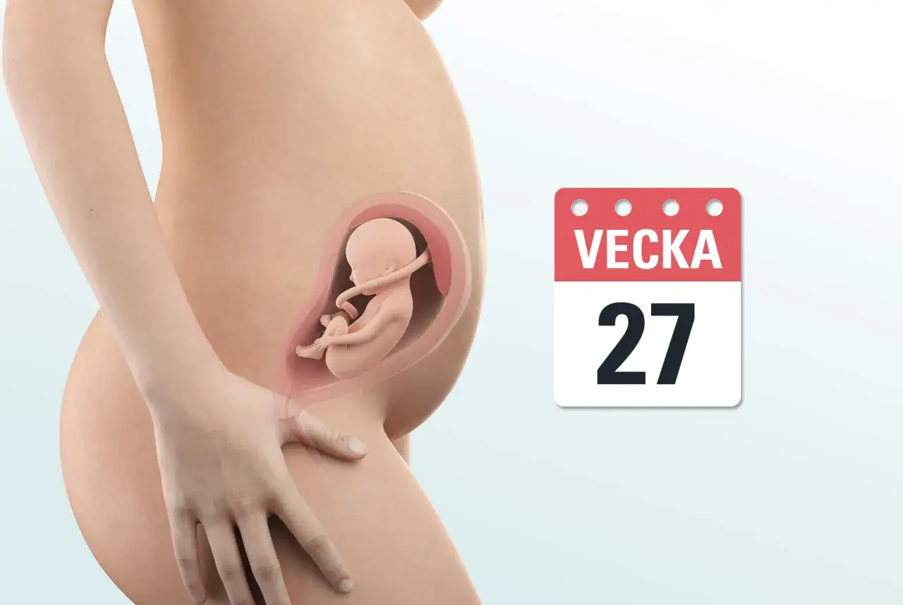 Gravid vecka 27. En illustration visar ett foster i livmodern, bredvid en kalender som visar 