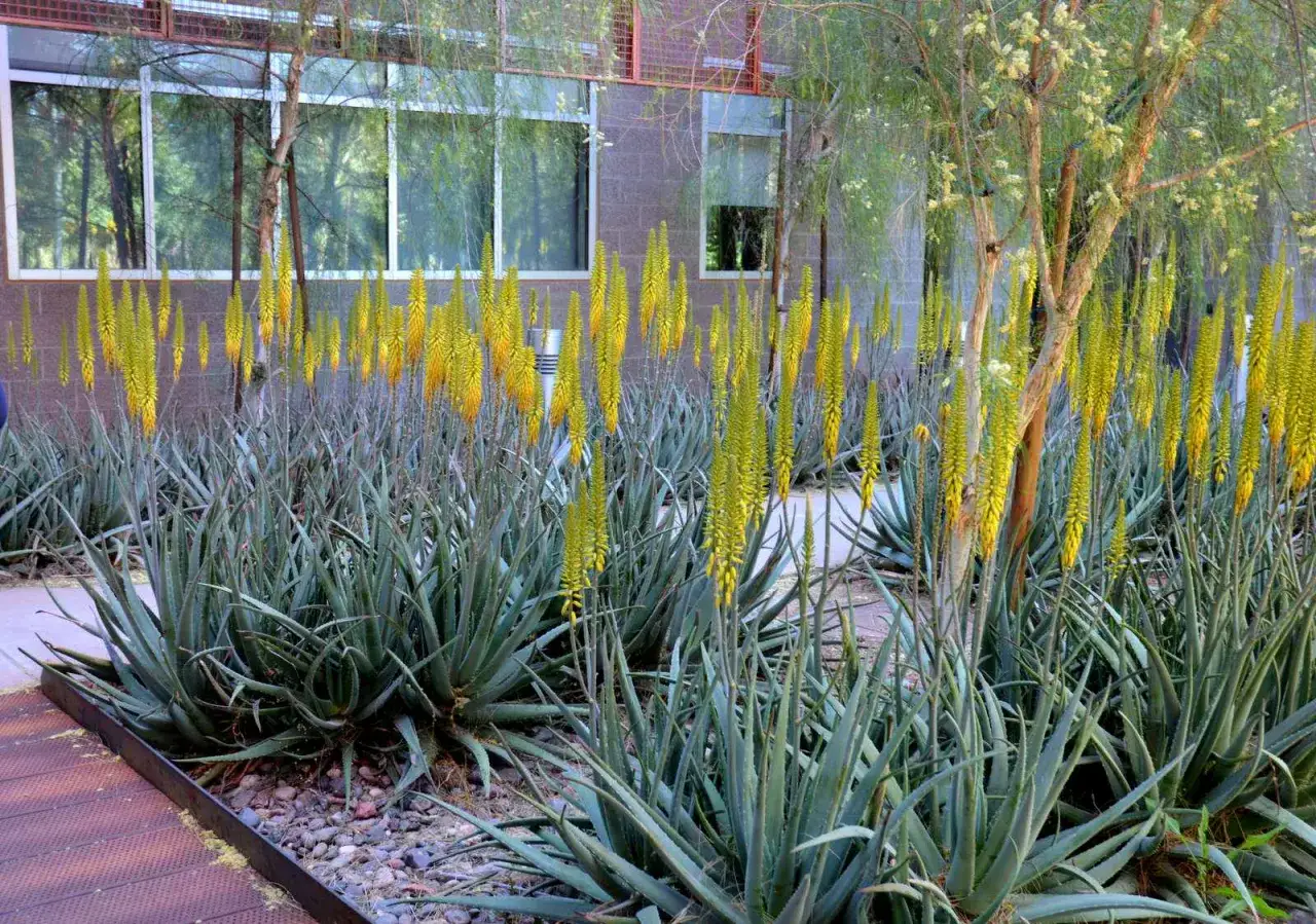 Un magnifique **aloe vera extérieur** en pleine floraison, avec des grappes de fleurs jaunes vibrantes s'élevant au-dessus des feuilles succulentes.