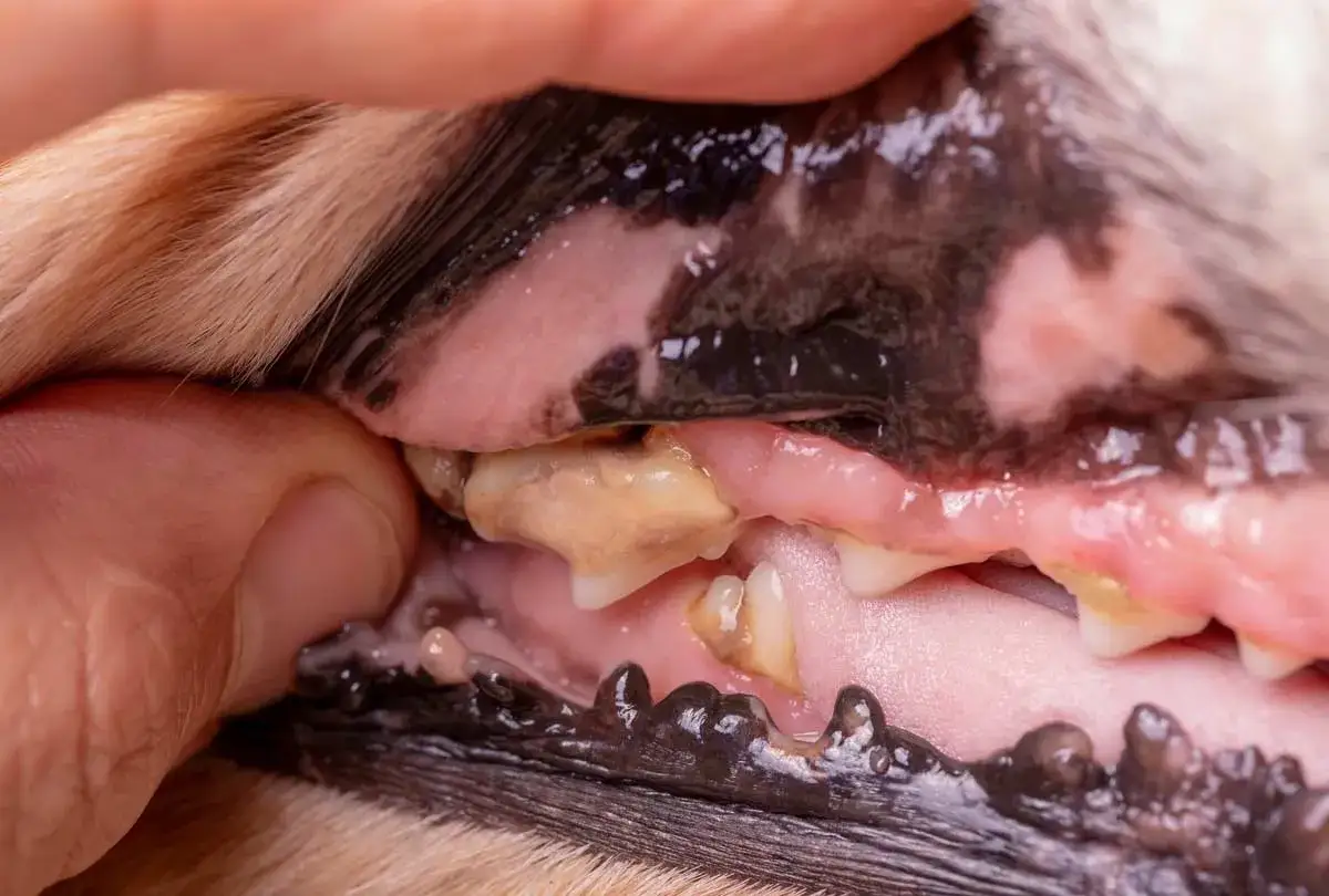 Boca de perro con sarro visible en los dientes. La acumulación amarillenta indica un problema de higiene dental.