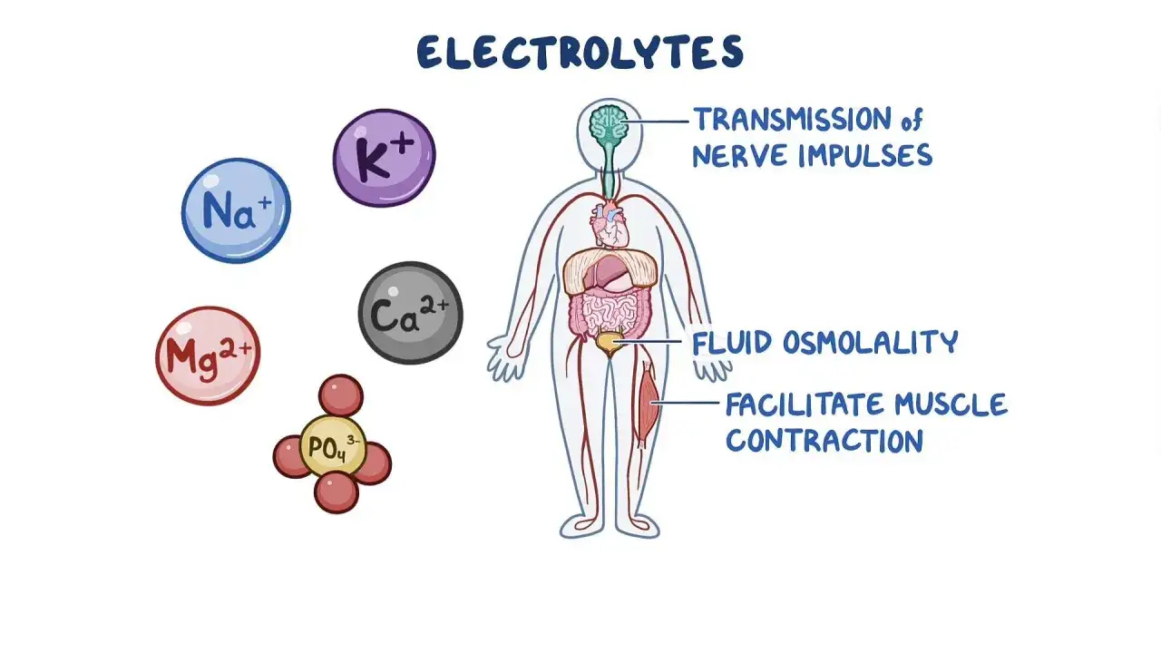 Elektrolity, takie jak Na+, K+, Ca2+, Mg2+ i PO4, mają kluczowe właściwości: przewodzą impulsy nerwowe, regulują osmolalność płynów i ułatwiają skurcze mięśni.