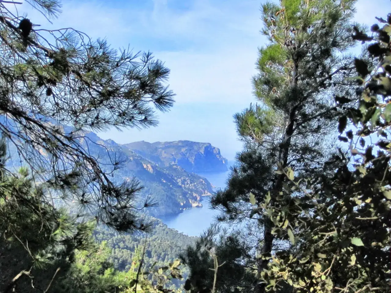 Blick durch Kiefernäste auf die zerklüftete Küste des Tramuntana Gebirges, das sanft ins blaue Meer abfällt.