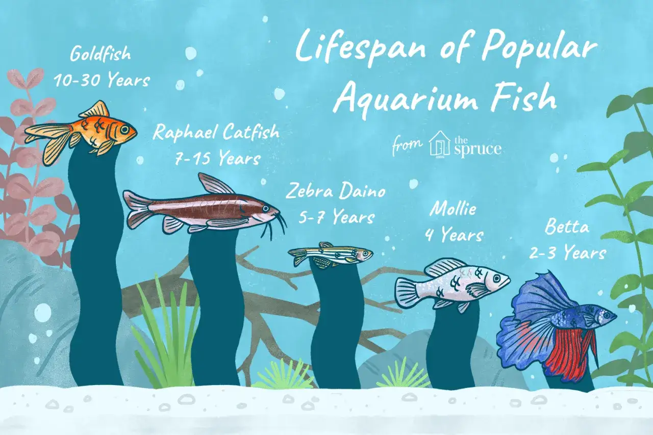Comparaison de la dur&eacute;e de vie des poissons d'aquarium : poisson rouge (10-30 ans), poisson-chat Rapha&euml;l (7-15 ans), z&eacute;bra daino (5-7 ans), mollie (4 ans), betta (2-3 ans).
