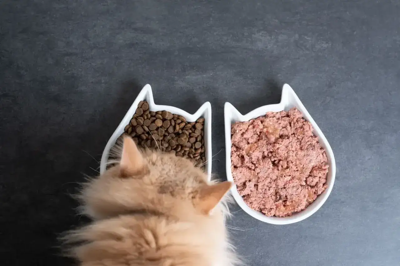 A fluffy cat looks at two bowls of food, one with kibble, the other with wet food, as it ponders what is the healthiest cat food for indoor cats.