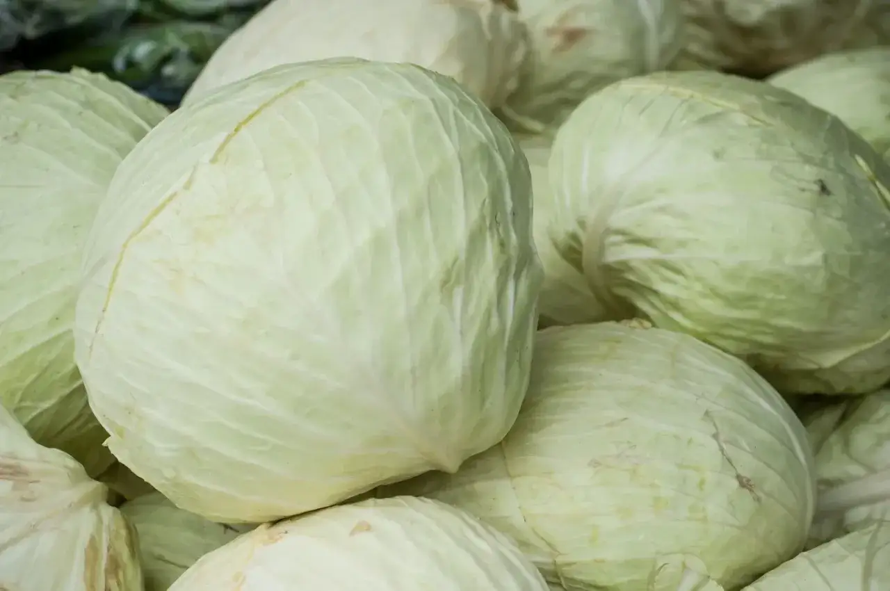 Stos świeżej, chrupiącej białej kapusty, gotowej na sałatkę lub bigos.