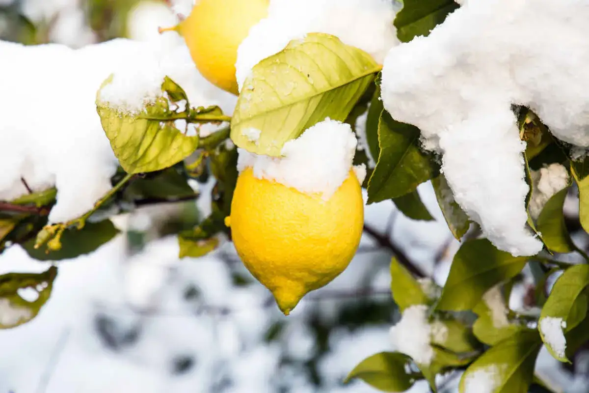 Citronnier sous la neige, un contraste saisissant entre le soleil et la température glaciale. Des citrons jaunes brillent sous la neige.