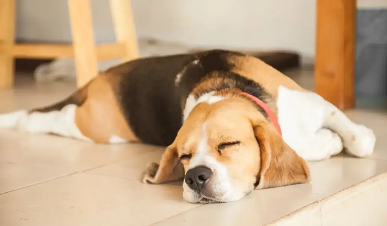 Śpiący beagle, kt&oacute;ry wygląda, jakby właśnie szczekał przez sen, leży na podłodze.