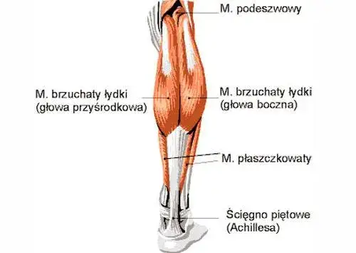 Anatomia mięśni łydki, mięsień brzuchaty i płaszczkowaty