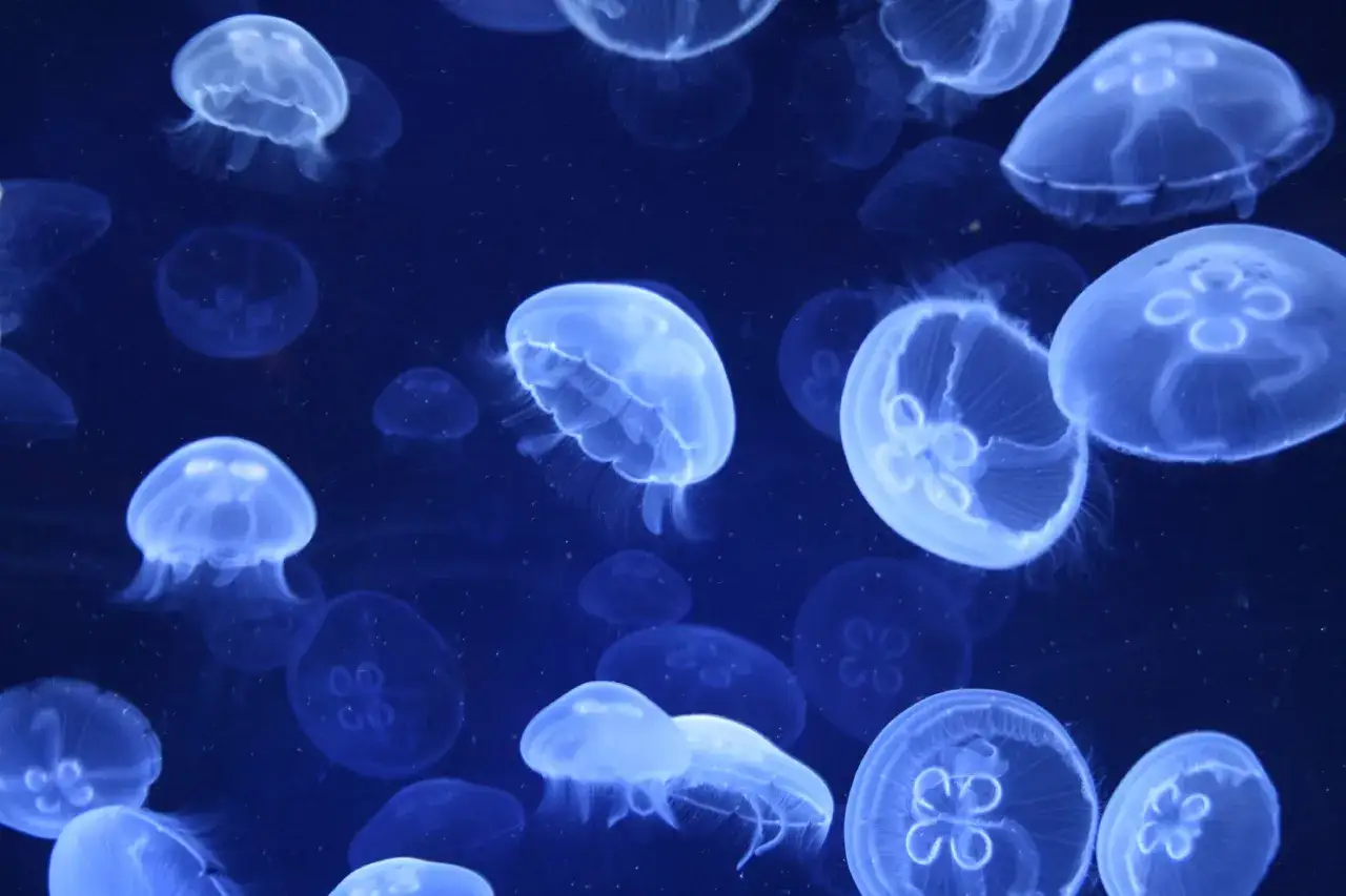 Un gruppo di meduse luminose fluttua nell'oscurità. Alcune sembrano pronte per essere cucinate, come meduse commestibili.