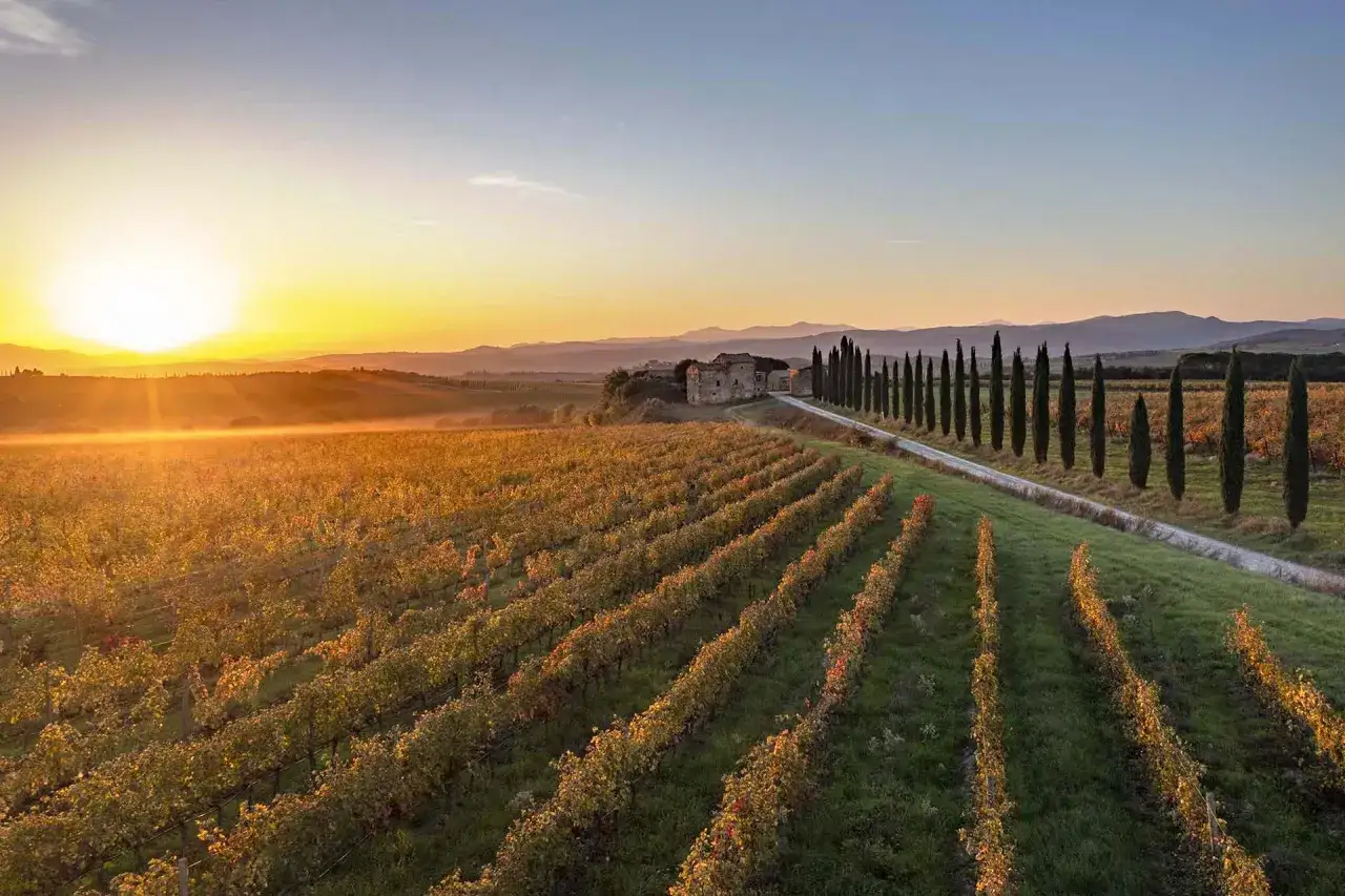 Vigneti toscani al tramonto, con filari dorati e cipressi che conducono a un casale. L'ideale per gustare i famosi vini toscani.