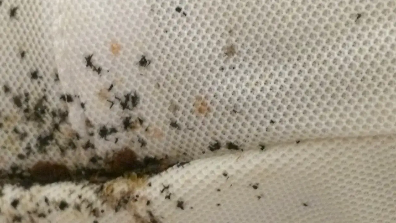 R&oacute;żne rodzaje owad&oacute;w: pluskwa domowa, roztocza (mikroskopowe), gryzek, pchła