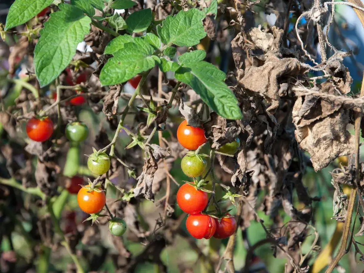 Tomatenpflanze mit grünen und reifen Früchten, daneben vertrocknete Blätter, die auf Phytophthora hindeuten.
