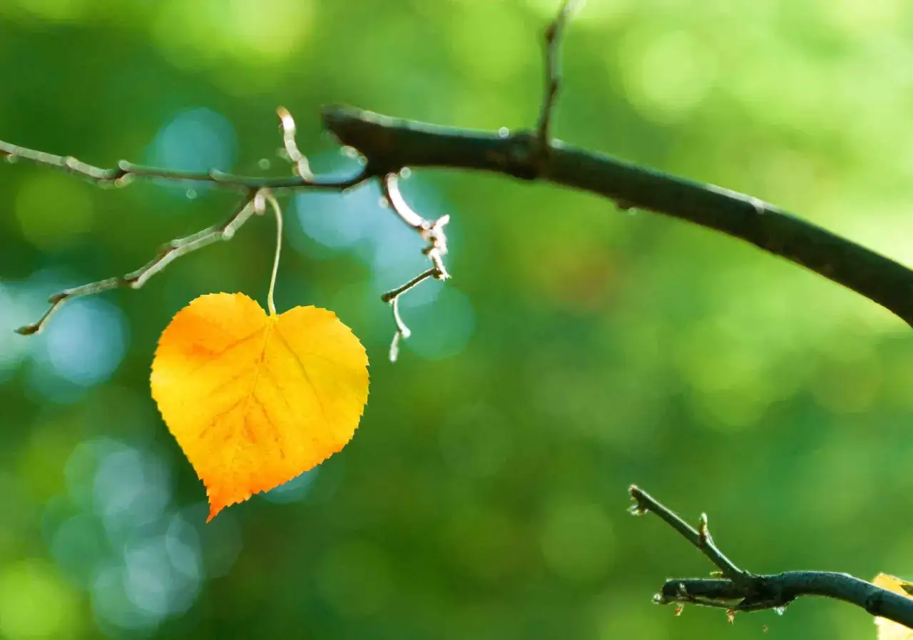 Un'unica foglia gialla pende da un ramo di un tiglio albero, contro uno sfondo verde sfocato.