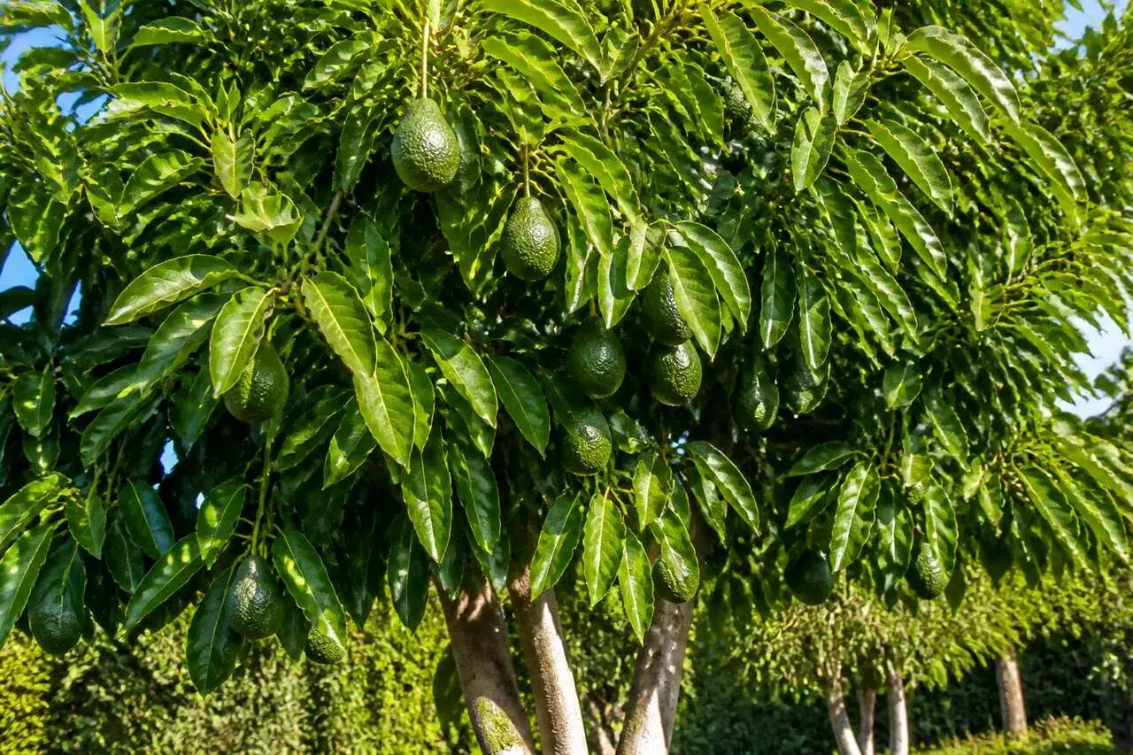 Un arbre fruitier o&ugrave; pousse un avocat, ses branches charg&eacute;es de fruits verts et de feuilles luxuriantes sous un ciel bleu.
