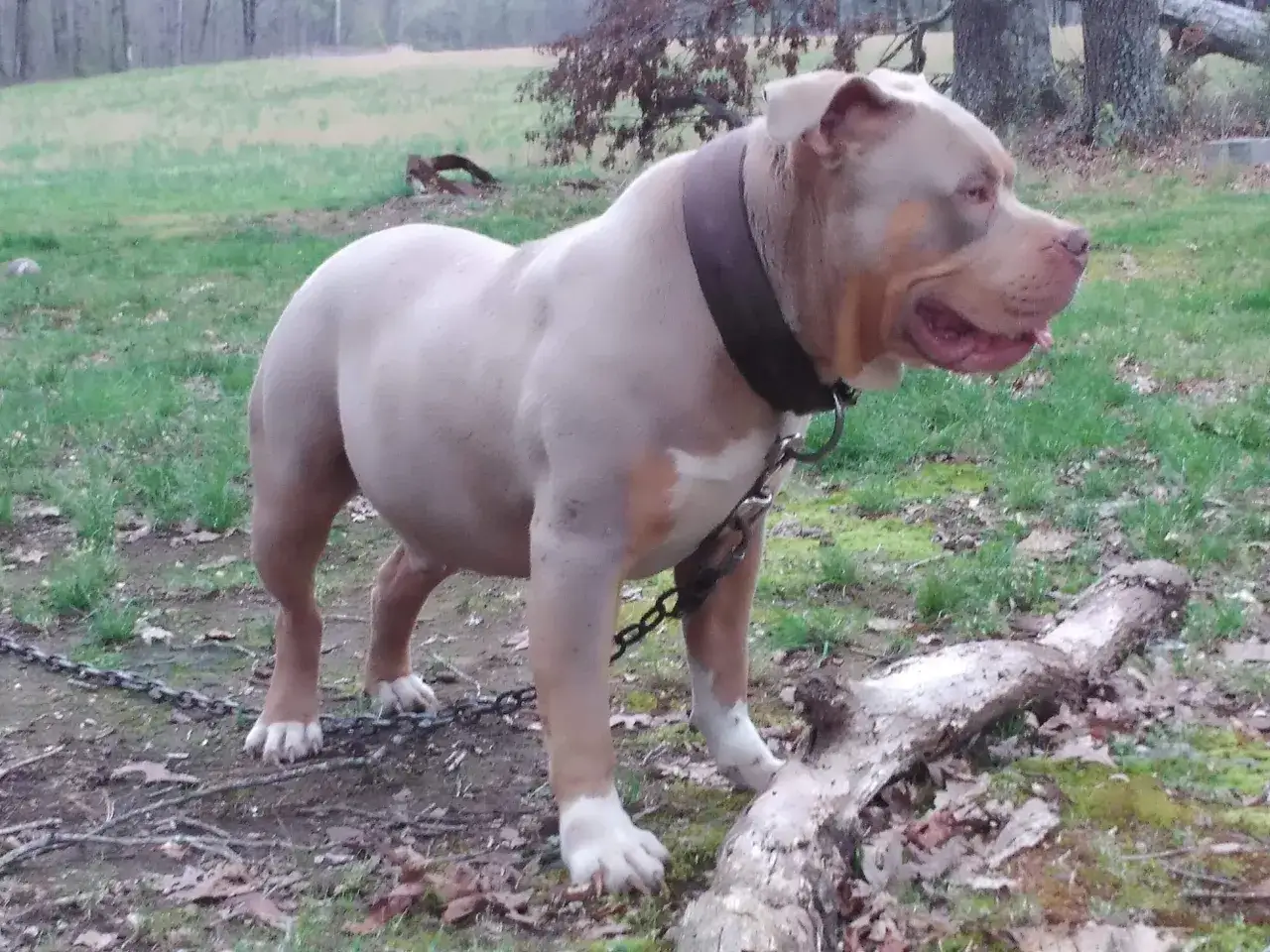 Ein muskul&ouml;ser American Bully mit hellem Fell und braunen Abzeichen steht auf einer Wiese.