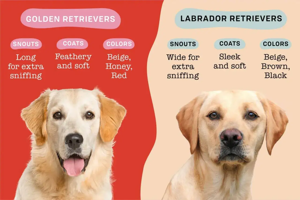 Golden retriever czy labrador? Porównanie pyska, sierści i kolorów. Dwa urocze psy, jeden z długim pyskiem, drugi z szerokim.