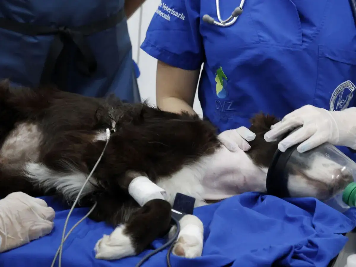 Veterinarios preparan a un perro para un procedimiento. Se discute cu&aacute;nto cuesta la eutanasia de un perro.