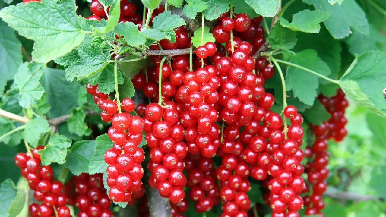 Reife rote Johannisbeeren h&auml;ngen in Trauben am Strauch, bereit zum Johannisbeeren ernten.