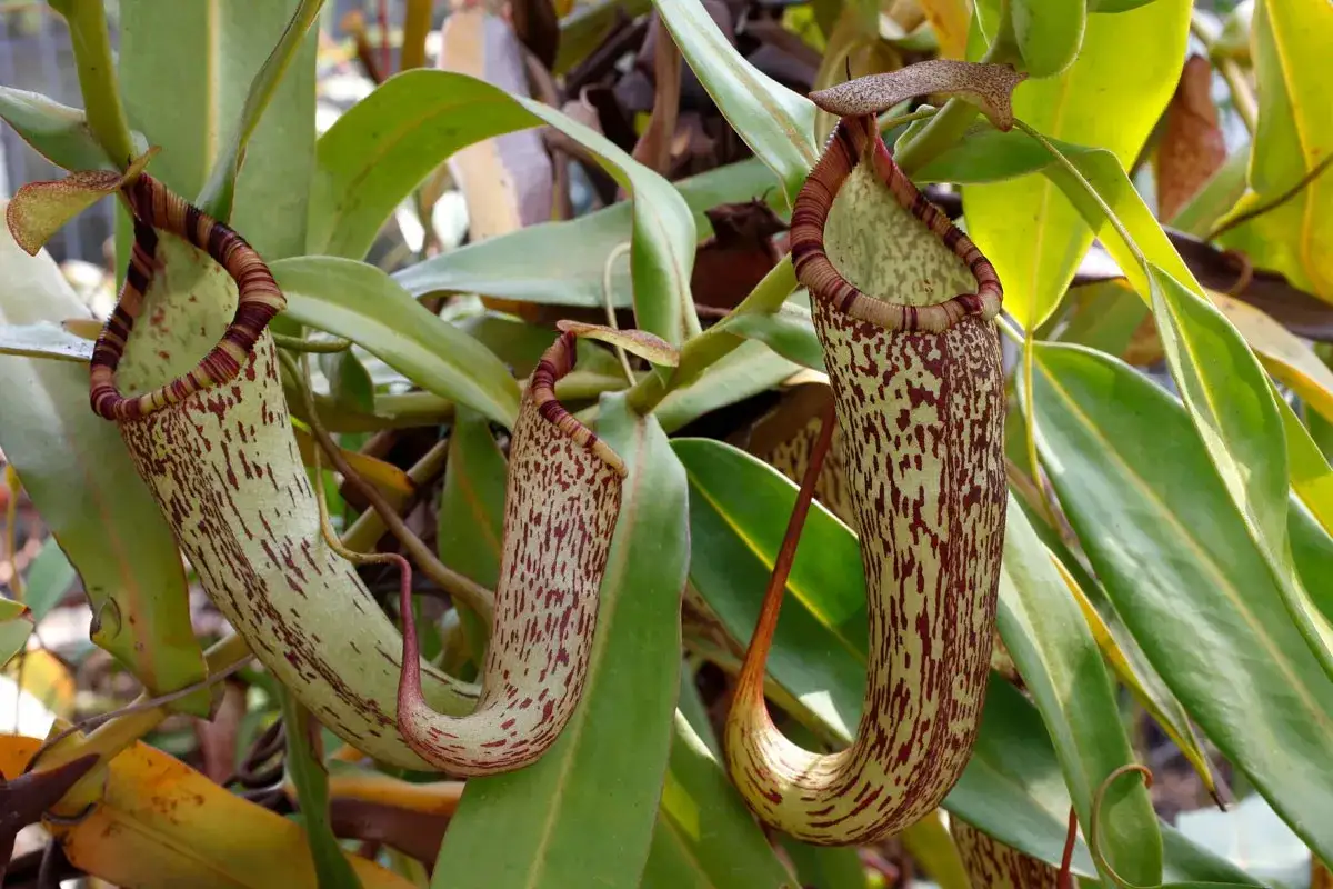 Trois urnes de Nepenthes alata, aux motifs tachet&eacute;s et ray&eacute;s, se balancent parmi les feuilles vertes.