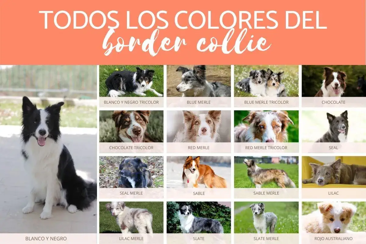 Explora los diversos tipos de border collie: blanco y negro, chocolate, merle, sable y m&aacute;s. Cada uno con su encanto &uacute;nico.
