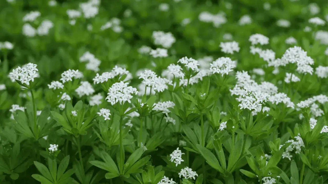 Ein Feld voller Labkraut, ideal zum Waldmeistersirup selber machen. Die kleinen weißen Blüten und grünen Blätter duften herrlich.