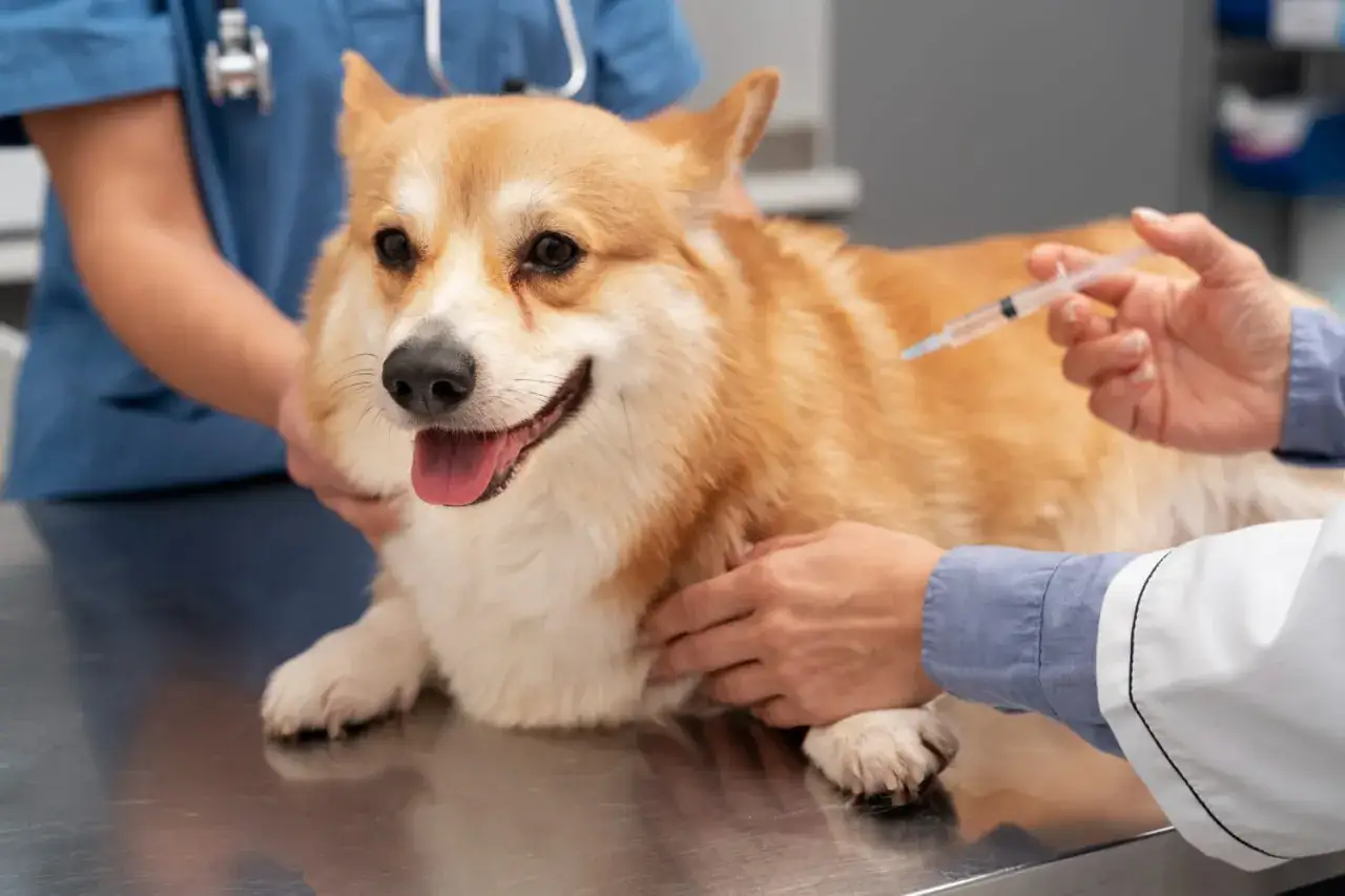 Weterynarz podaje zastrzyk corgi. Dowiedz się, ile kosztuje szczepienie psa, aby zapewnić mu zdrowie.