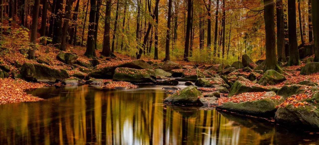 Herbstlicher Wald bei G&ouml;rlitz. Ein Bach schl&auml;ngelt sich durch bemooste Felsen, bedeckt mit bunten Bl&auml;ttern. Perfekt f&uuml;r eine Wanderung.