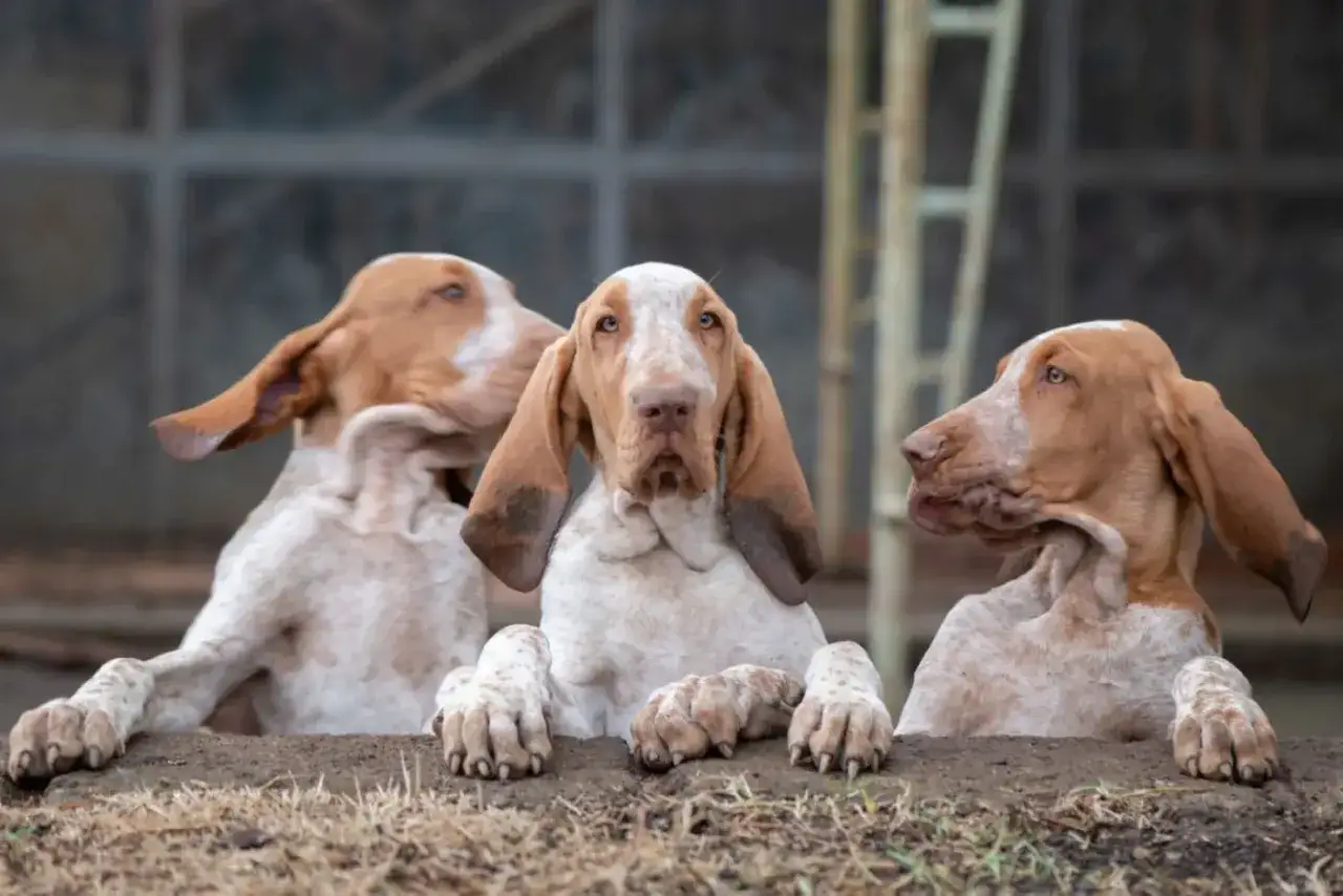 Drei junge Bracke Hunde mit langen Ohren schauen neugierig über einen Erdhügel.