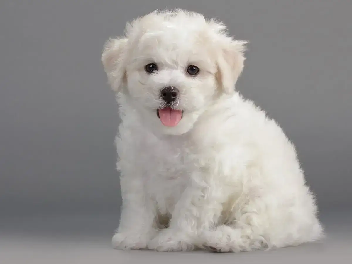 Uroczy szczeniak bichon frise z wywieszonym językiem. Zastanawiasz się nad bichon frise cena?