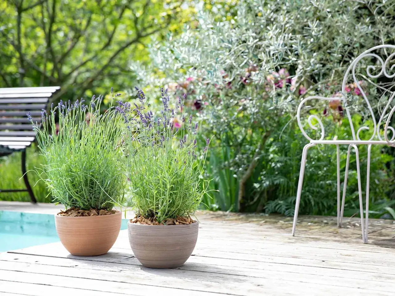 Deux pots de lavande sur une terrasse en bois, pr&egrave;s d'une piscine. Le soleil brille, cr&eacute;ant une atmosph&egrave;re paisible. Quelle terre pour la lavande ? Une terre bien drain&eacute;e, comme celle-ci.