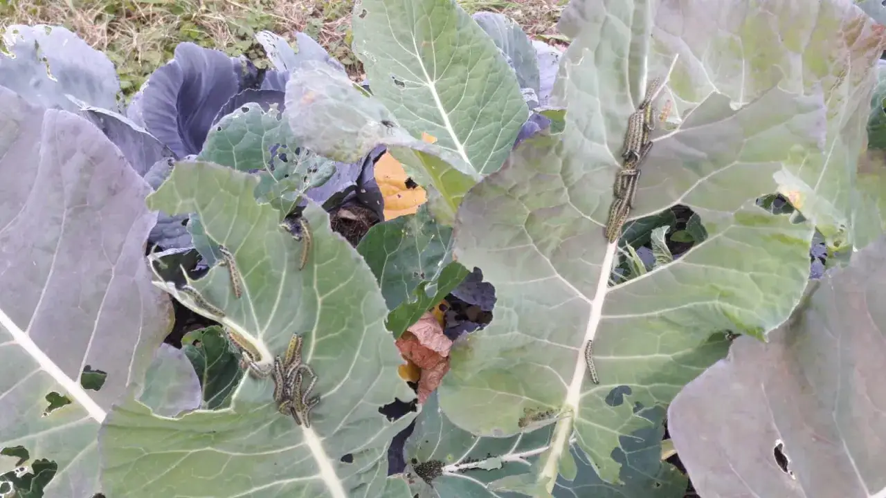 Des chenilles, des pierides du choux, dévorent les feuilles d'un potager. Elles sont regroupées sur plusieurs feuilles vertes et abîmées.